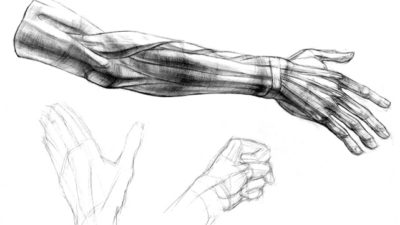 Рисование анатомической руки